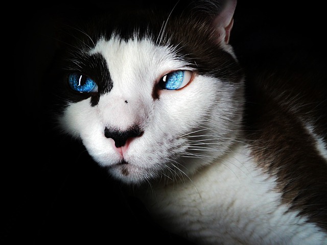 Macavity The Mystery Cat By T.S. Eliot